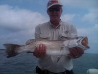 speckled trout pic