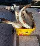 port aransas fishing pic