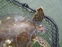 sea turtle pic