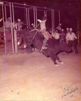 rodeo bullriding pics