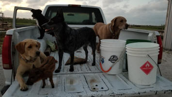 Rockport Texas Hunting Dogs