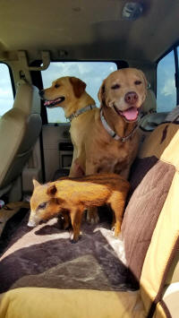 Port Aransas Texas Hunting Dogs