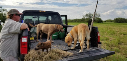Rockport Texas Hunting Dogs