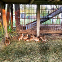 Rockport texas guinea hens