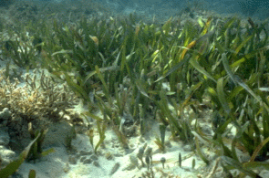picture of seagrass